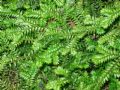 Selaginella kraussiana